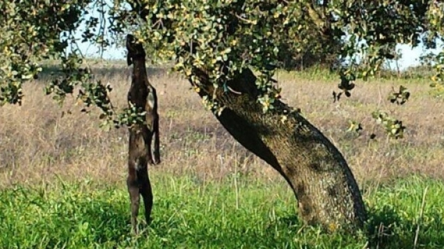 levriero impiccato ad un albero