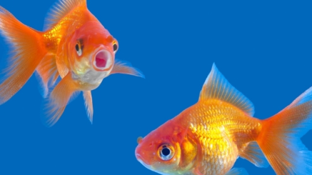 oroscopo del giorno 13 luglio 2017 - Luna nel segno dei Pesci