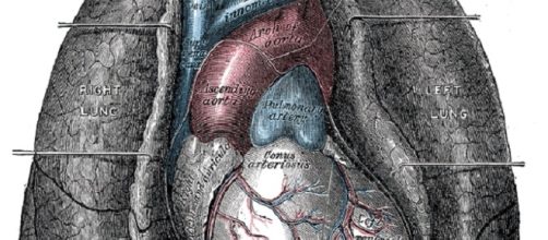 Heart and Lings (National Institutes for Health)