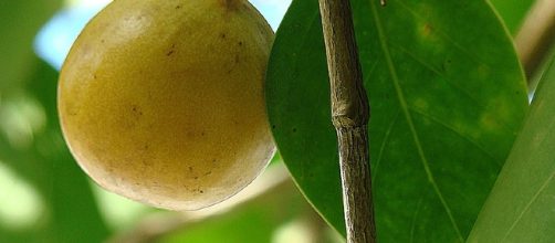 Hippomane mancinella es el &aacute;rbol m&aacute;s peligroso del mundo
