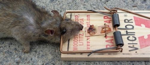 Rat in a trap (credit &ndash; Glogger, wikimediacommons)