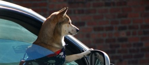 Traveling is better when you have your trusty pet by your side. (Photo by Ludovic Bertron/wikimedia.org)