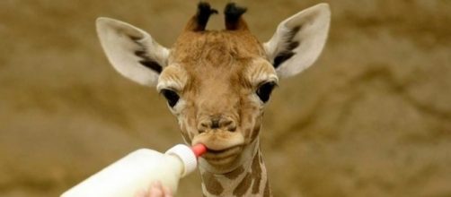 Photo baby giraffe via Pixabay by EyupPors38/CC0