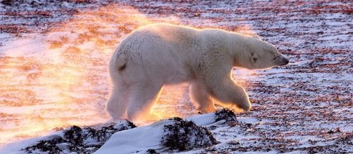 The effects of Climate Change (Flickr).