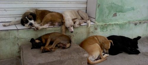 Animais em situa&ccedil;&atilde;o de abandono na grande S&atilde;o Paulo. ( Foto: Reprodu&ccedil;&atilde;o)