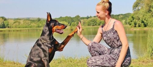 Los seres humanos hemos domesticado animales desde hace miles de a&ntilde;os, con muchos prop&oacute;sitos: compa&ntilde;&iacute;a, protecci&oacute;n, alimento, etc.