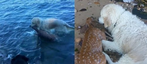 Photo Storm the hero dog saves a baby deer screen capture from YouTube/Mark Freeley