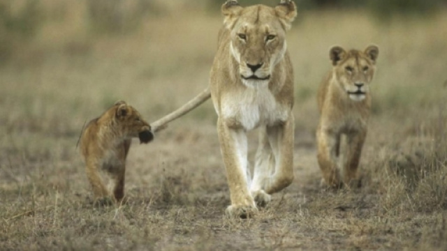 Le pi&ugrave; belle foto di cuccioli - Focus.it - focus.it