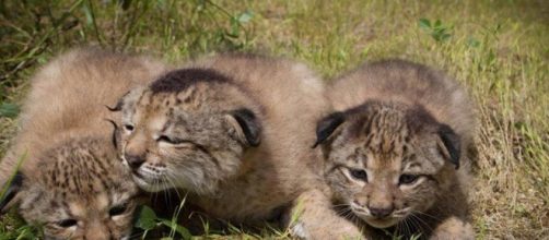 Gloria V (@Mirieldelion) | Twitter - twitter.com