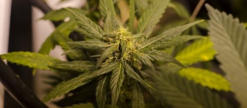 Marijuana worth $1 million found in trunk of new Ford Fusion cars/Photo via Global Panorama, Flickr