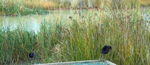 Two native ducks live in the countryside- Thien Tran