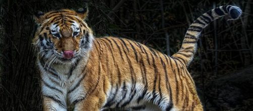 Un reciente estudio muestra lo preocupante que es la disminuci&oacute;n de animales en el planeta