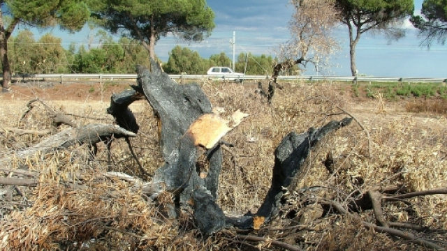 Effetti di un vasto incendio. Foto di Pasquale Lamitella.