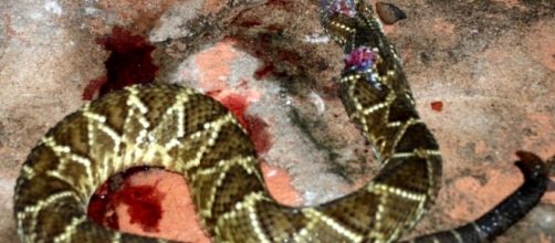 Homem matou cascavel a dentada (Foto internet)