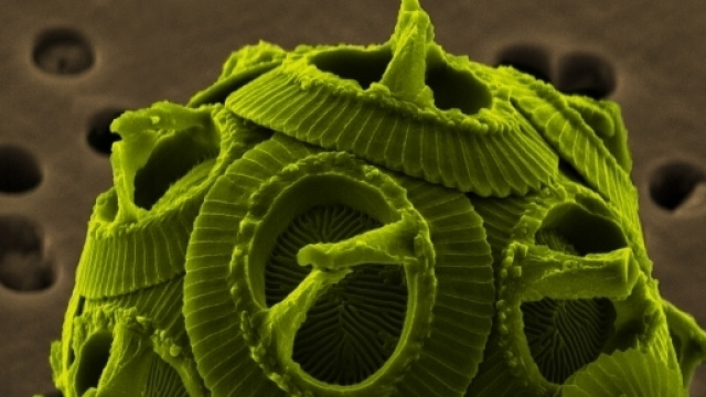 Micrografia elettronica dell'alga Gephyrocapsa oceanica - foto wikipedia