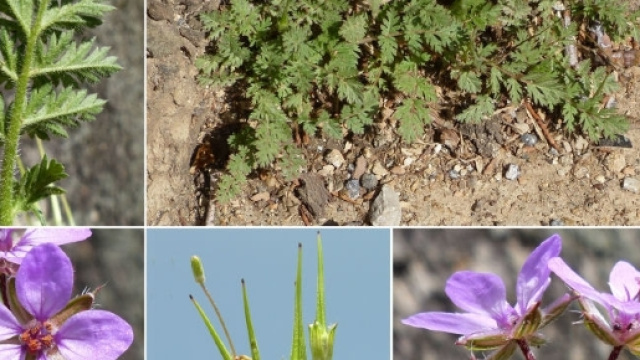 Mangia insalata all'oleandro e si sente male.