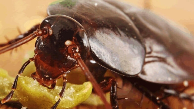 Quali sono malattie trasmesse dagli scarafaggi - rentokil.it