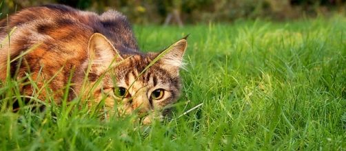 Cats poses a great threat to birds and other native animals - Photo: Wikimedia Commons (Jennifer Barnard)