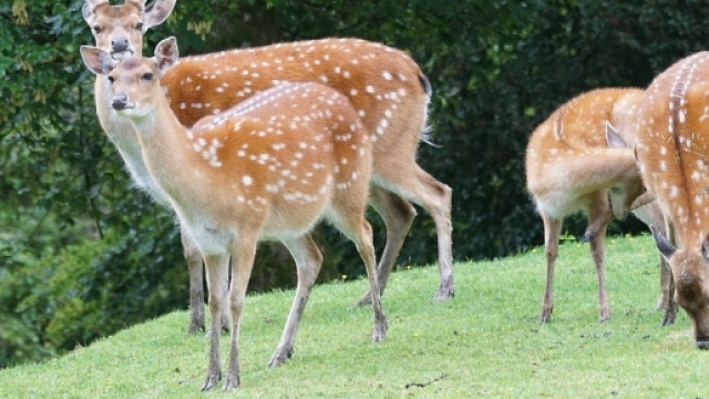 Cervo Sika, alloctono asiatico, puo' ibridarsi con il cervo europeo. pixabay.com