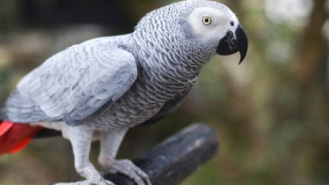 Il pappagallo testimone dell'accusa