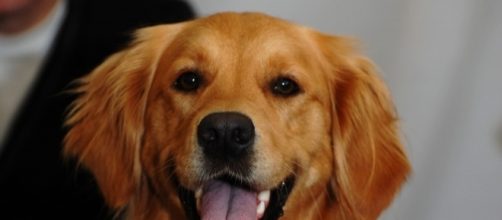 Scientists find why dogs are friendly / Photo via David Locke, Flickr