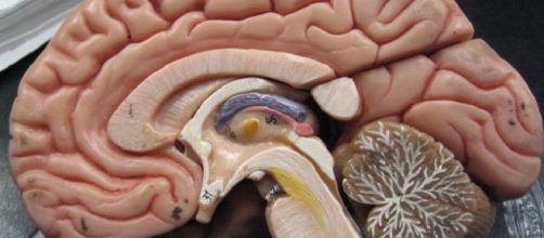 Scientists reverse brain damages in toddler / Photo via GreenFlames09, Flickr