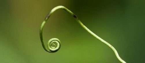 Researchers have developed a soft, magical robot that can grow like vines [Image: Pixabay]