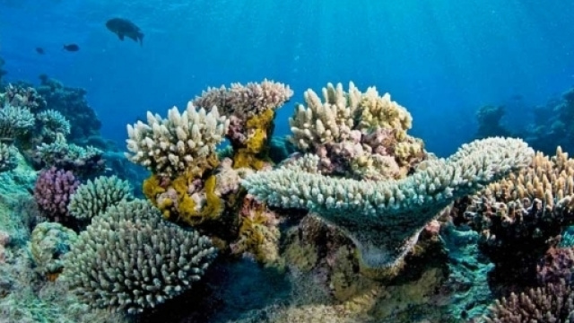 Chasing Coral: Film tackles the problem of saving Earth's greatest ... - getboulder.com