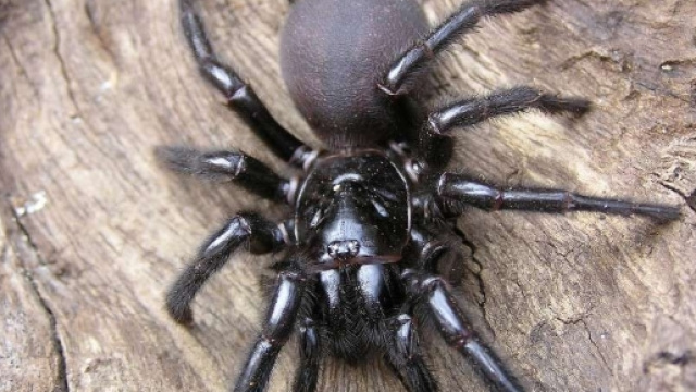 Australia, ragno enorme terrorizza coppia in casa