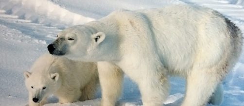 A polar bear sow with a cub (credit &ndash; BrockenInaglory &ndash; wikimediacommons)