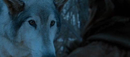 Arya Stark and Nymeria. Screencap: GameofThrones via YouTube