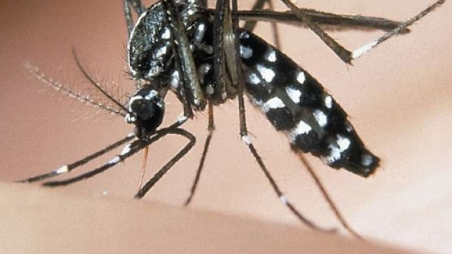 Zanzara tigre (Aedes albopictus). Foto fornita da: raccoltalink.it