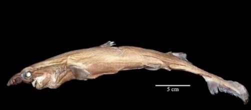 Pictured here is the Etmopterus lailae, a member of the Lanternshark family (Image via YouTube/Science and more/Science and More channel)