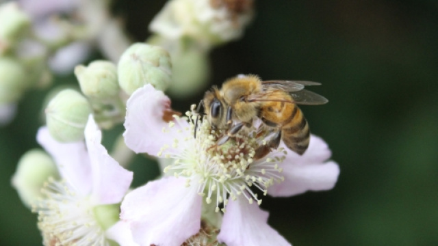 Apis mellifera. Foto di Maria Chiara Rosace.
