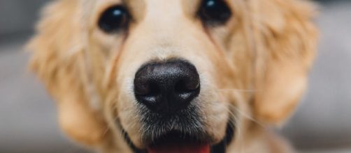 La aplicaci&oacute;n para mascotas perdidas (foto: Tookapic pexels )