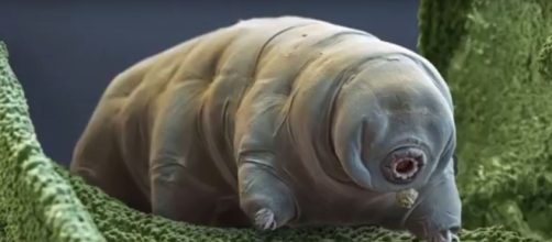 Secrets of the world's toughest creatures revealed - bbc news via New 24 7 TV youtube channel