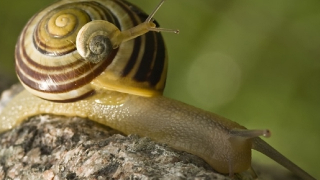 Il super cerotto ispirato al muco delle lumache