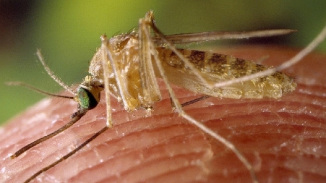 Rimedi anti-zanzare per i bimbi: ecco la guida