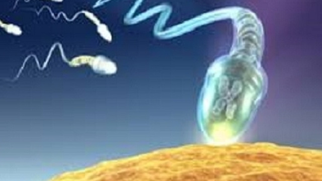 In quarant&rsquo;anni il numero di spermatozoi nello sperma dei maschi occidentali si &egrave; dimezzato