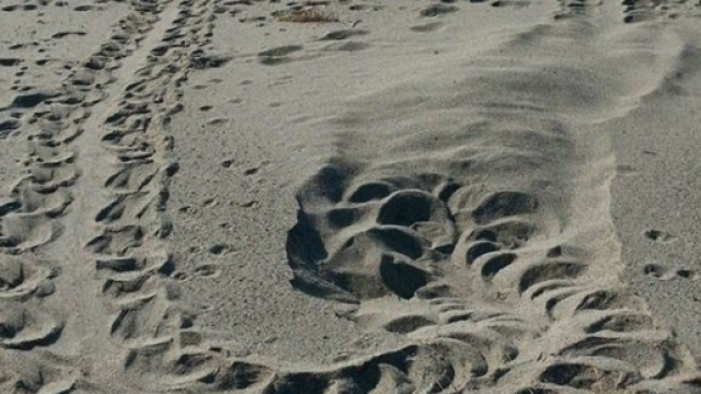 Nido di tartaruga marina Caretta caretta