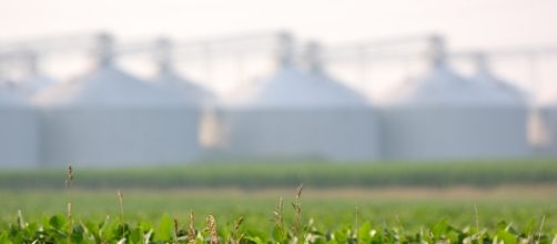 A field of genetically modified soybeans in Illinois (Photo: Flickr)