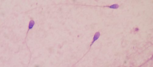 Sperm counts among men in Western nations are reportedly decreasing. - Bobjgalindo/Wikimedia Commons