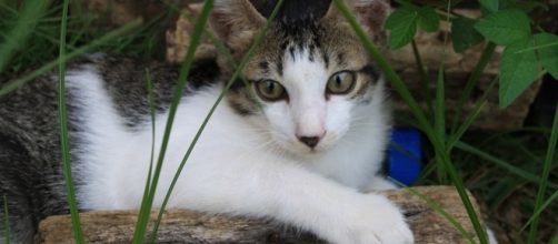 Why cats need vaccinations | photo via Arla Hinalao | Facebook