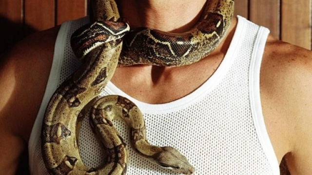 Caring for Pet Boa Constrictors - thespruce.com