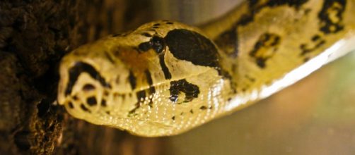 A photo showing a boa constrictor - Flickr/Rolf Venema
