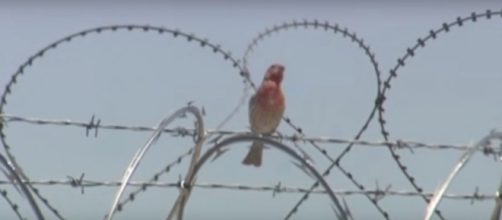 Image by KTNV Channel 13 Las Vegas/YouTube screencap.