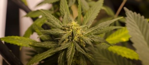 Legal Colorado Marijuana Grow by Brett Levin via Flickr