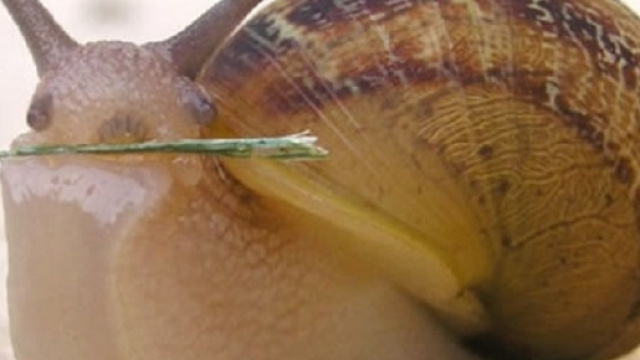 Cos'&egrave; lo sciroppo di lumaca - Cos'&egrave;, il blog per ogni tua domanda - xn--cos-8la.com