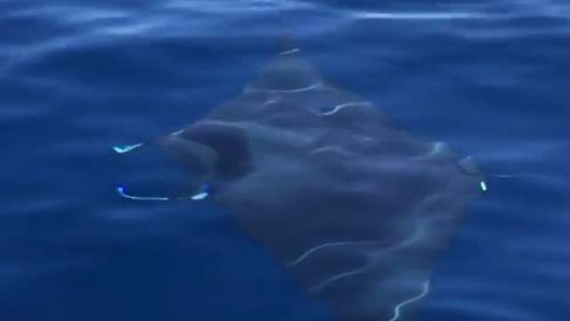 La manta gigante avvistata nel Salento.