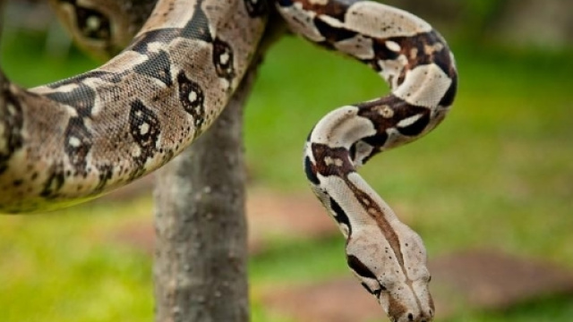 Un boa constrictor simile a quello che ha attaccato una donna negli Usa che si &egrave; salvata grazie all'intervento dei vigili del fuoco.